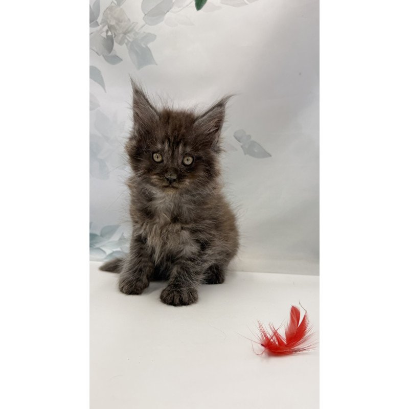 Maine Coon EZ Amadest