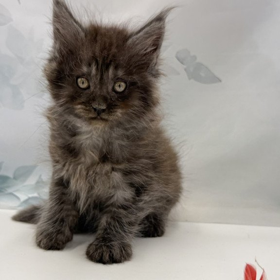 Maine Coon EZ Amadest