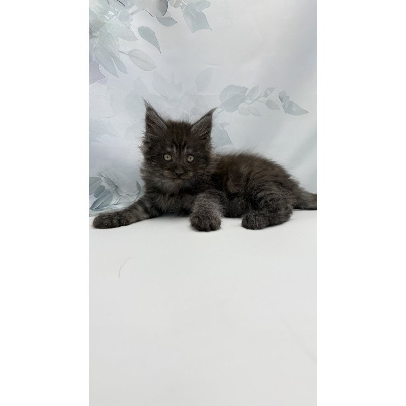Maine Coon EZ Amadest