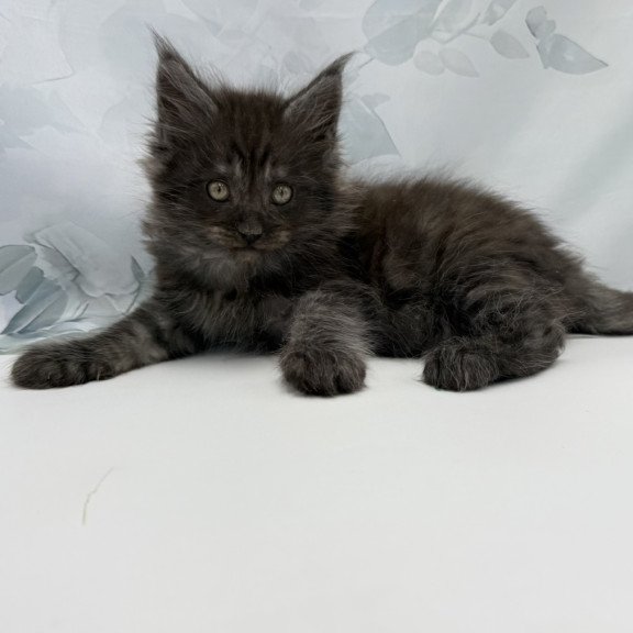 Maine Coon EZ Amadest