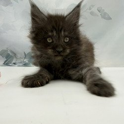 Maine Coon EZ Amadest