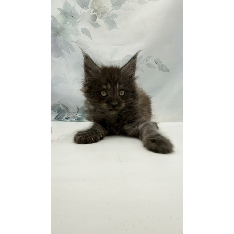 Maine Coon EZ Amadest