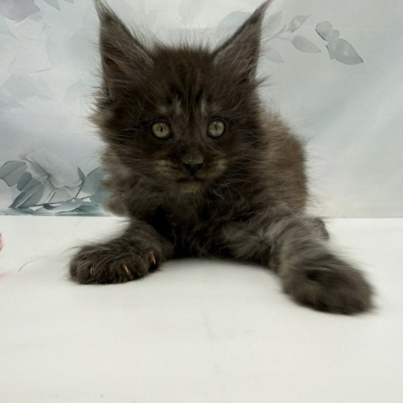 Maine Coon EZ Amadest