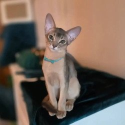 Abyssinian POLIN Jordan