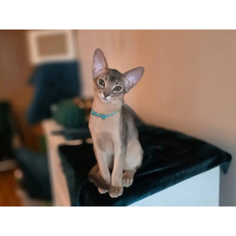 Abyssinian POLIN Jordan