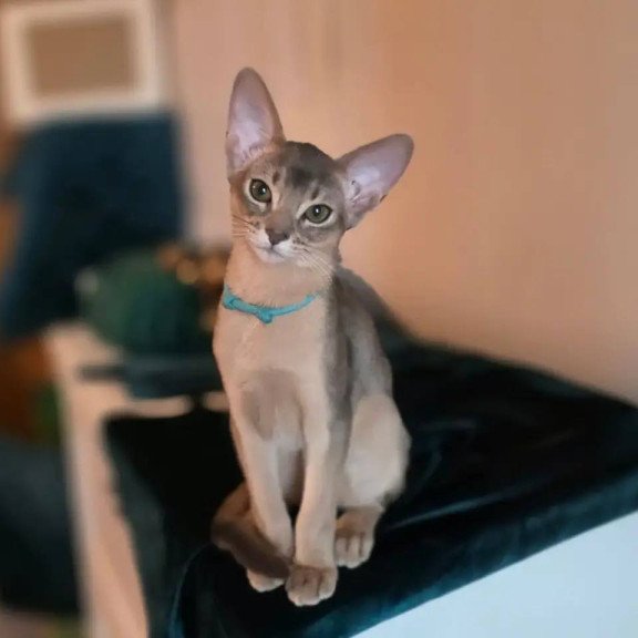 Abyssinian POLIN Jordan