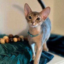 Abyssinian POLIN Jordan