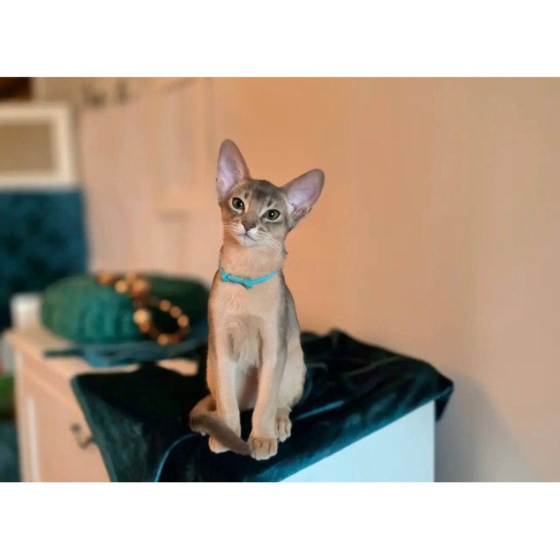Abyssinian POLIN Jordan