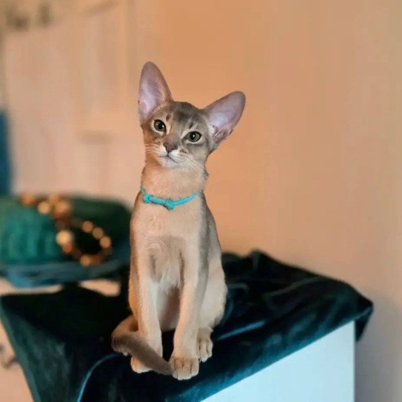Abyssinian POLIN Jordan