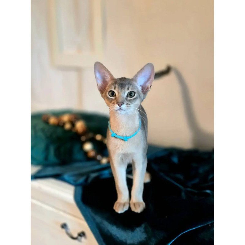 Abyssinian POLIN Jordan