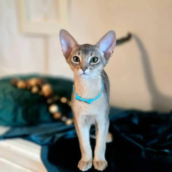 Abyssinian POLIN Jordan