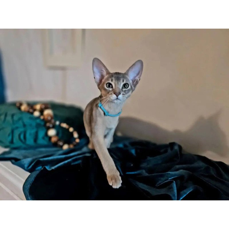 Abyssinian POLIN Jordan