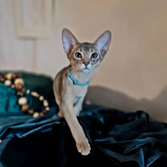 Abyssinian POLIN Jordan