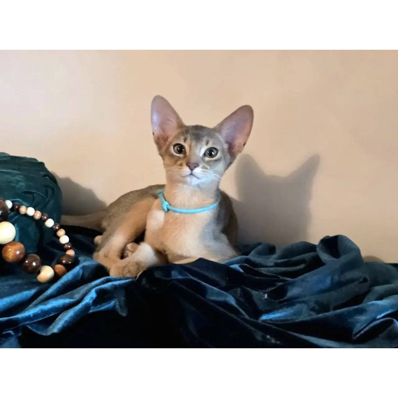 Abyssinian POLIN Jordan