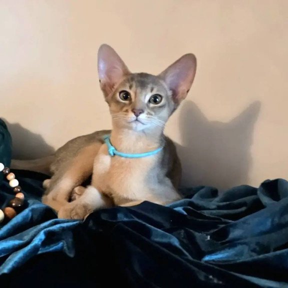 Abyssinian POLIN Jordan