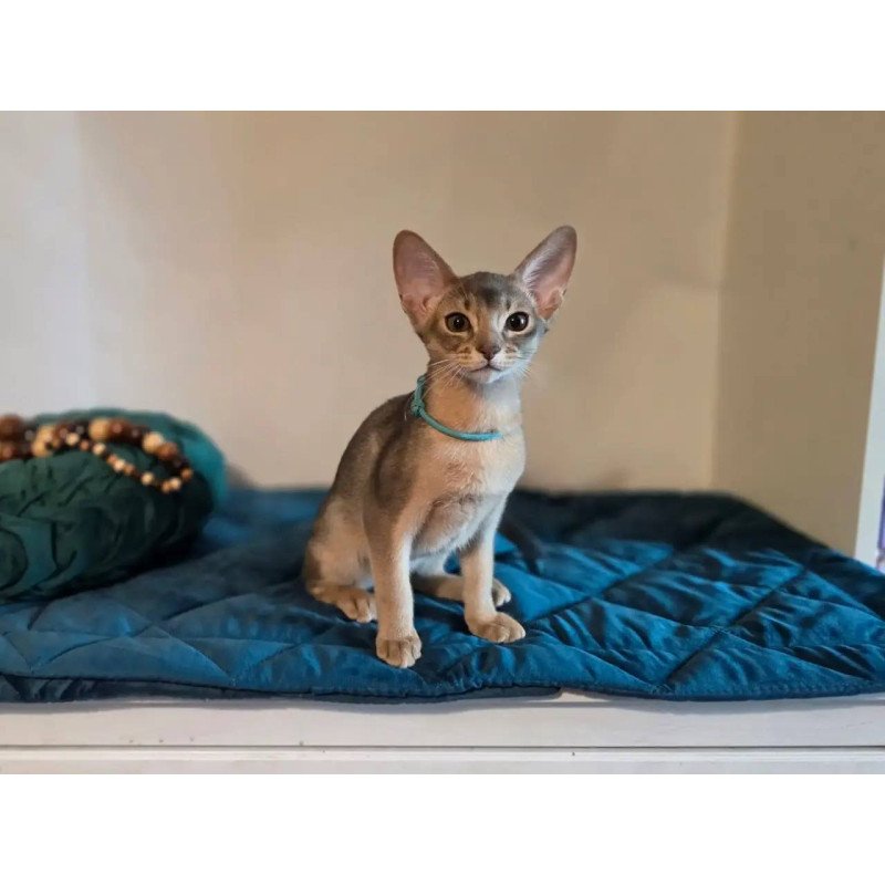 Abyssinian POLIN Jordan