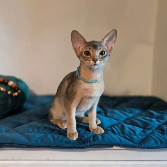 Abyssinian POLIN Jordan