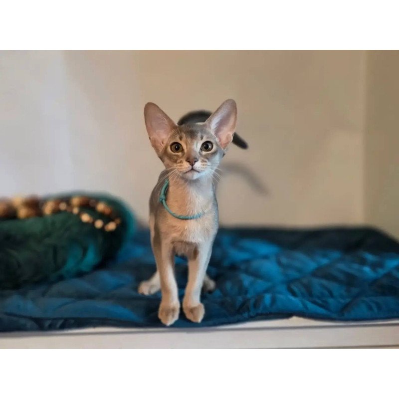 Abyssinian POLIN Jordan