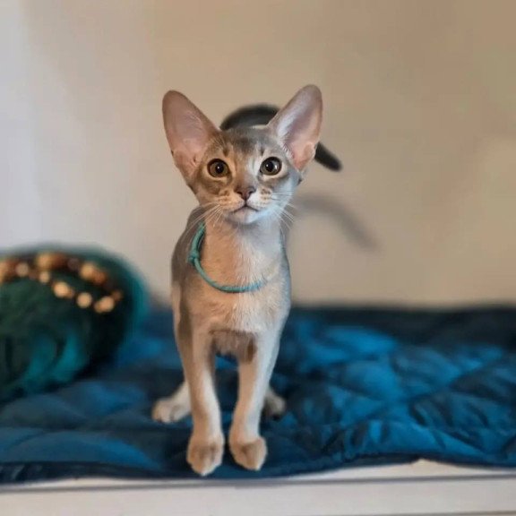 Abyssinian POLIN Jordan