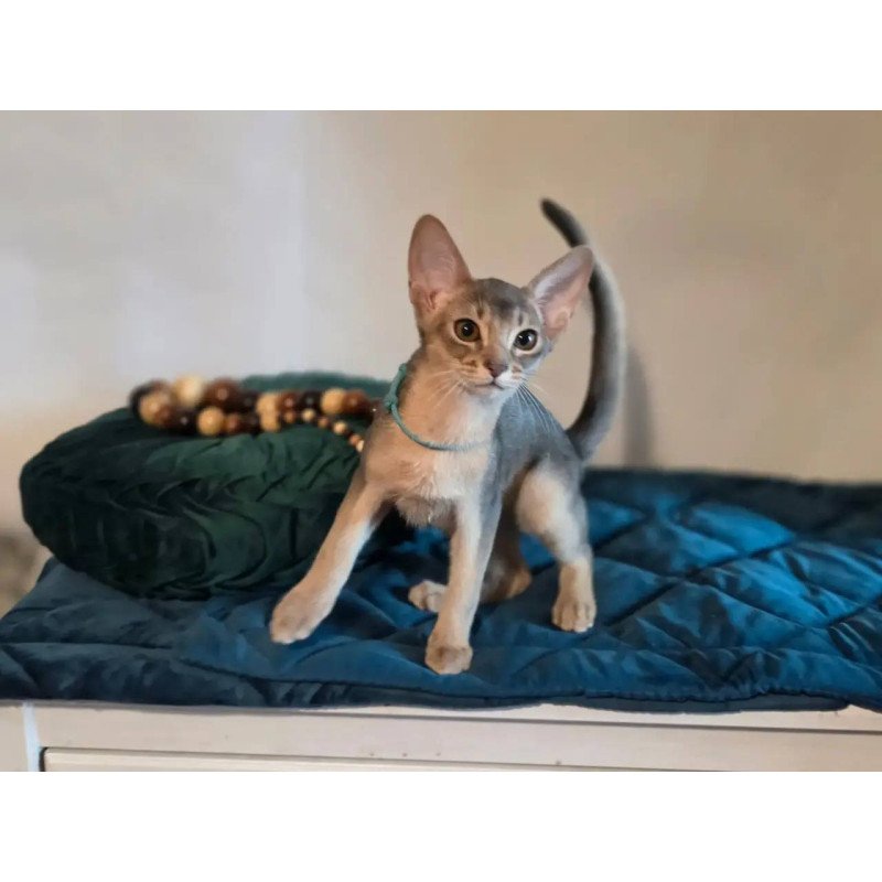 Abyssinian POLIN Jordan