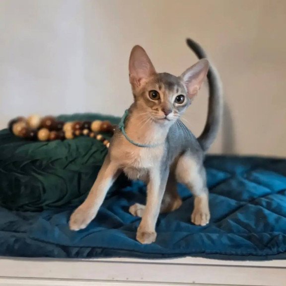 Abyssinian POLIN Jordan