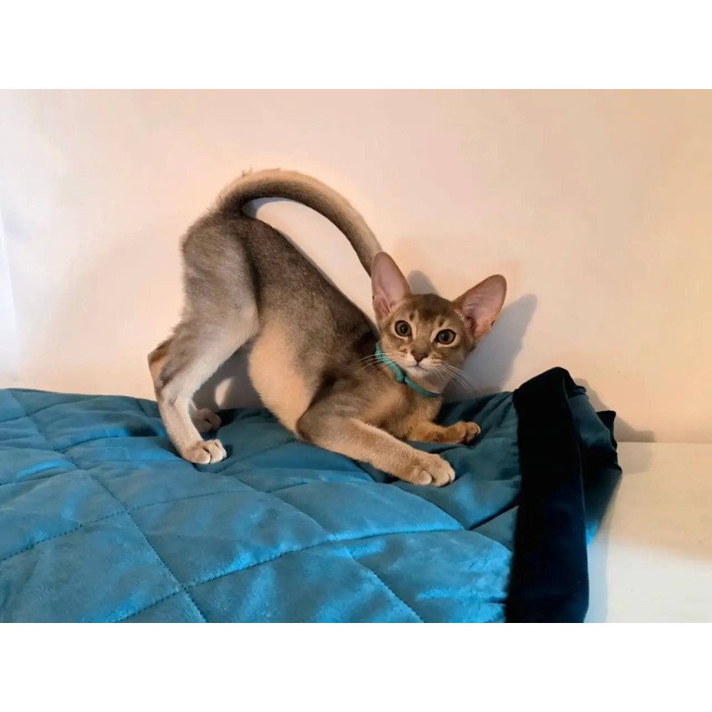 Abyssinian POLIN Jordan