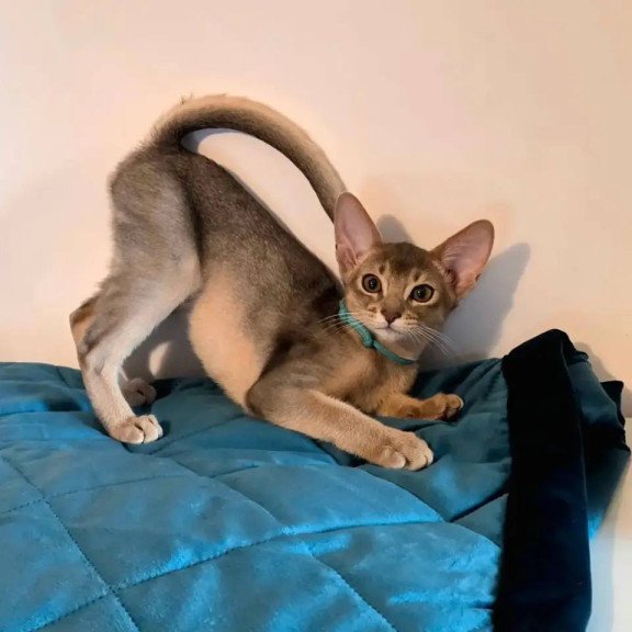 Abyssinian POLIN Jordan