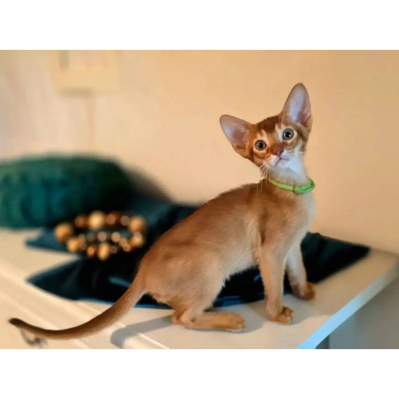 Abyssinian POLIN Kaspian