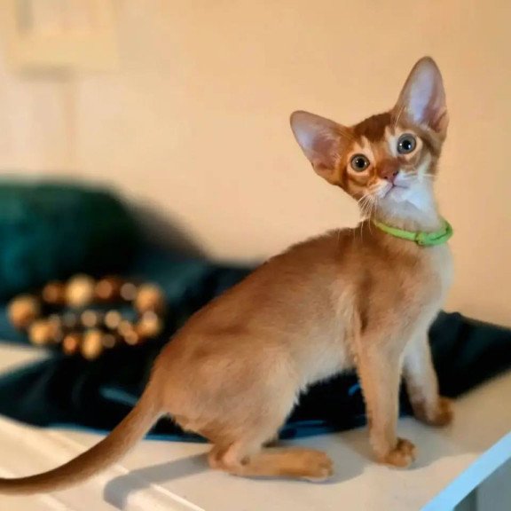 Abyssinian POLIN Kaspian