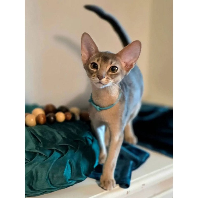 Abyssinian POLIN Kaspian