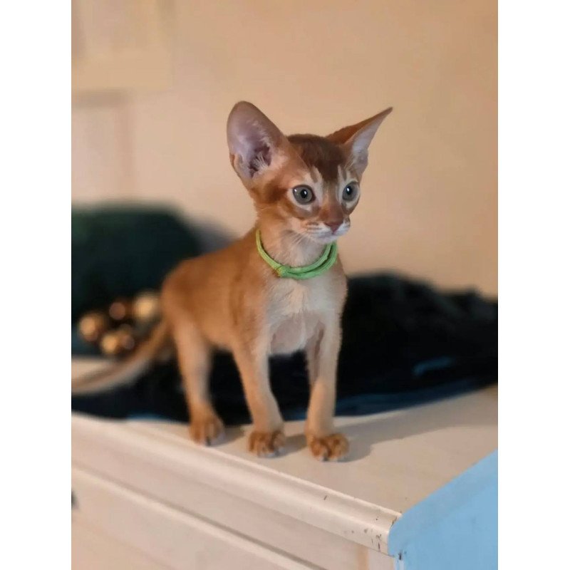 Abyssinian POLIN Kaspian