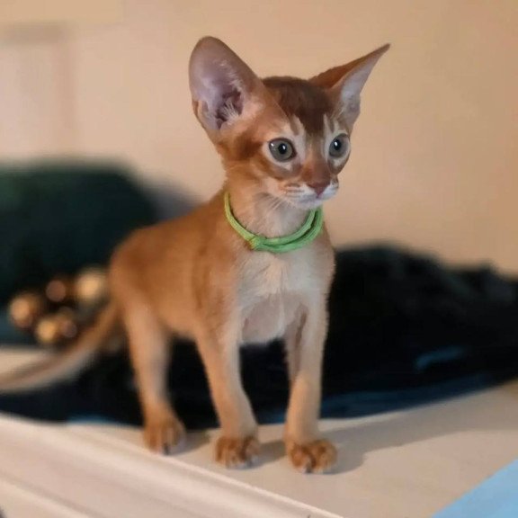 Abyssinian POLIN Kaspian