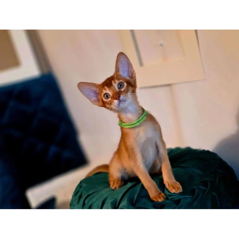 Abyssinian POLIN Kaspian