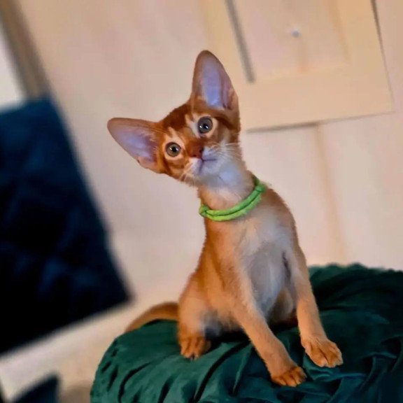 Abyssinian POLIN Kaspian