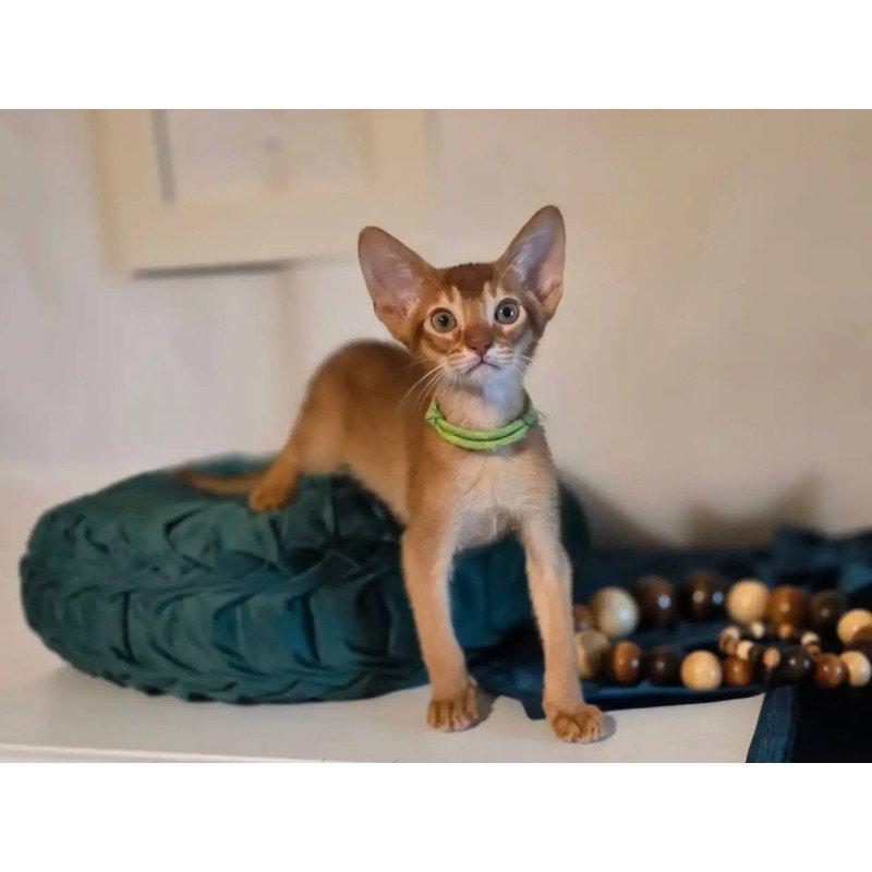 Abyssinian POLIN Kaspian