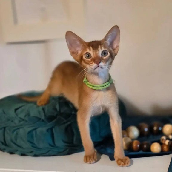 Abyssinian POLIN Kaspian