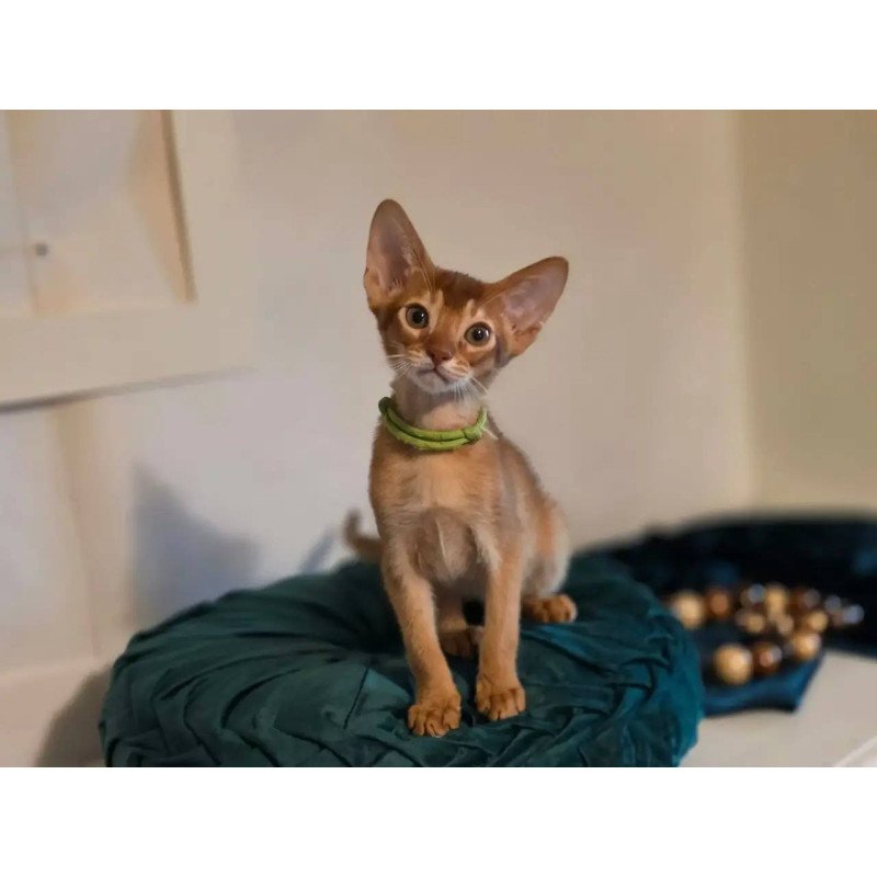 Abyssinian POLIN Kaspian