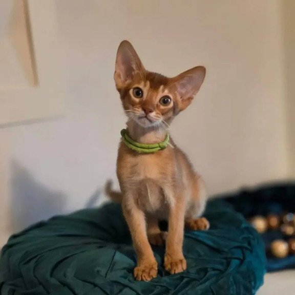 Abyssinian POLIN Kaspian