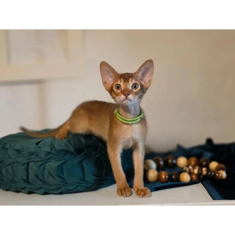 Abyssinian POLIN Kaspian