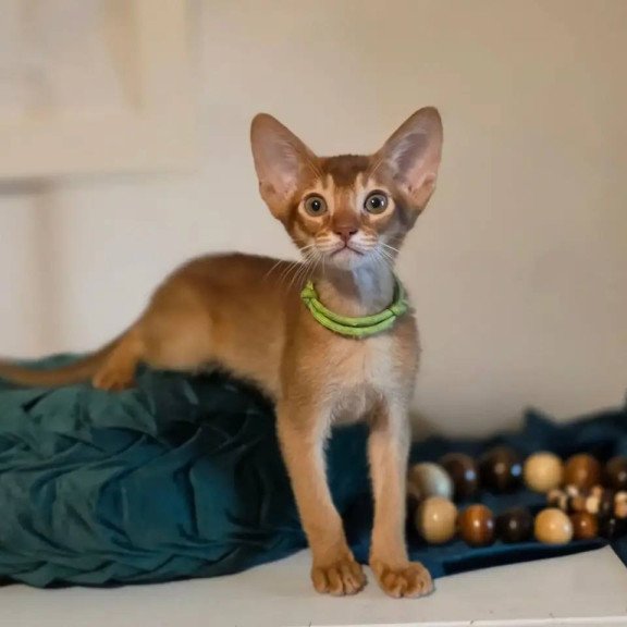 Abyssinian POLIN Kaspian