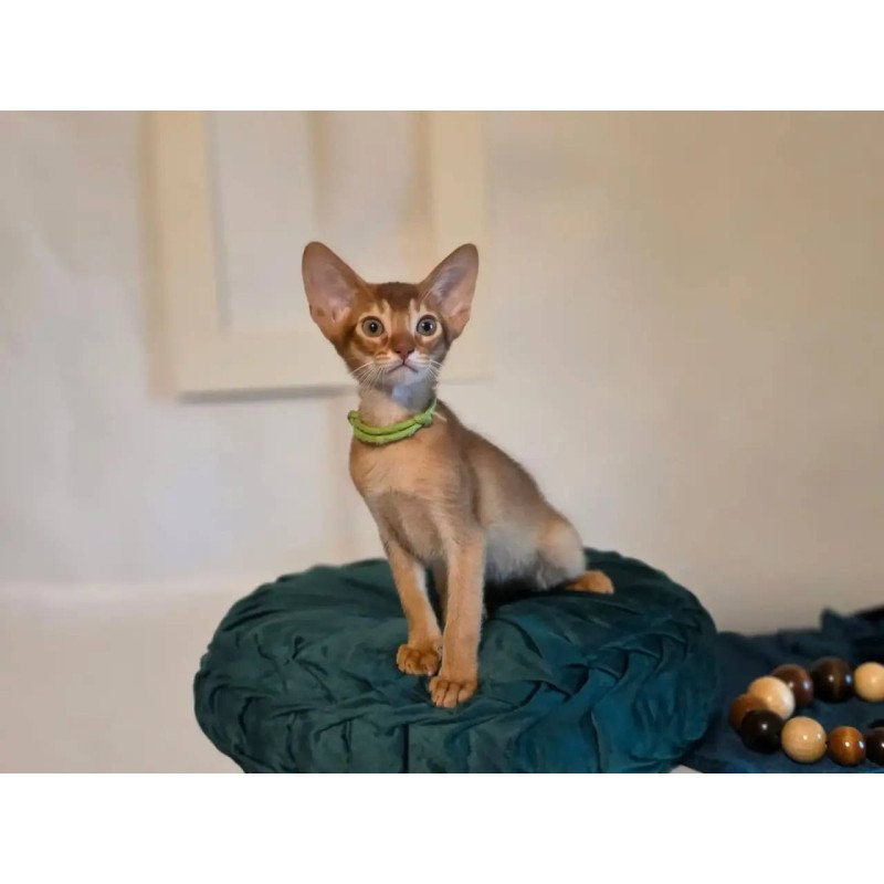 Abyssinian POLIN Kaspian