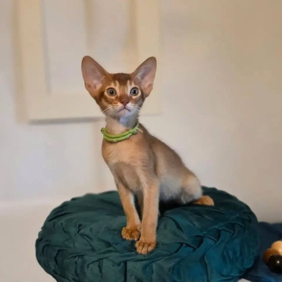 Abyssinian POLIN Kaspian