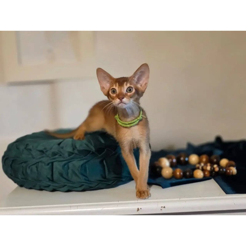 Abyssinian POLIN Kaspian