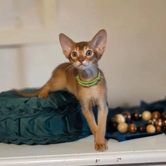 Abyssinian POLIN Kaspian