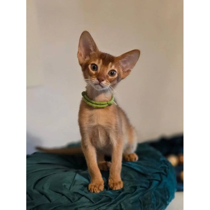 Abyssinian POLIN Kaspian