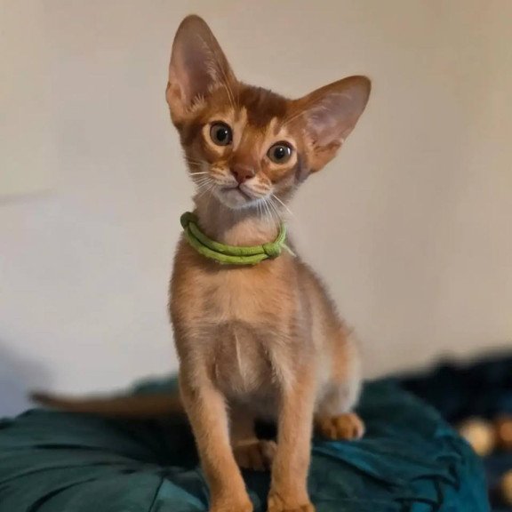 Abyssinian POLIN Kaspian