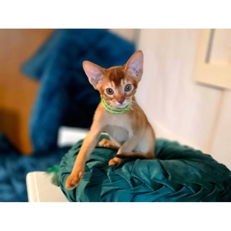 Abyssinian POLIN Kaspian