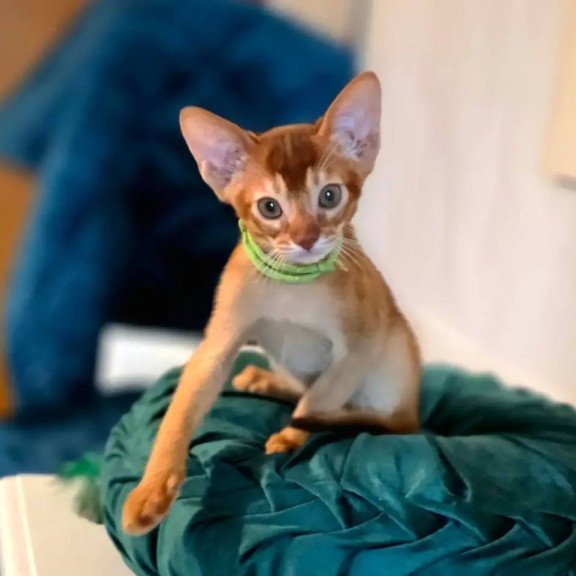 Abyssinian POLIN Kaspian