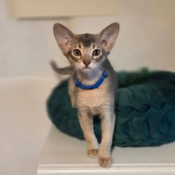 Abyssinian POLIN Ken