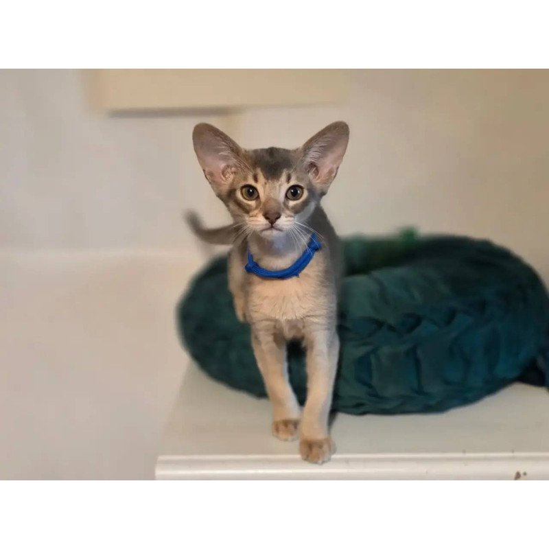 Abyssinian POLIN Ken